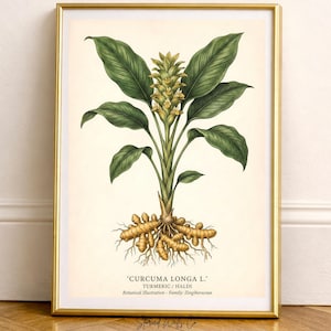 Estampe botanique de Curcuma Longa, illustration vintage de curcuma, tableau des herbes aromatiques de cuisine (téléchargement numérique)