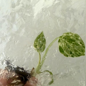 May include: A small plant cutting with green and white variegated leaves is encased in a clear, textured plastic container. The plant has a few small leaves and a stem. The container is held against a white wall.