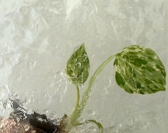 Monstera Bulbasaur Tissue Culture - Grower's Choice - US Seller - Ships in 2-3 weeks