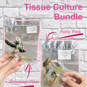 May include: Two clear plastic bags containing Alocasia tissue culture plantlets. One bag labelled Alocasia bambino Pink variegated, the other labelled Alocasia Polly Pink Variegated. Text overlay reads Pink Alocasia Tissue Culture Bundle, Polly Pink, and Bambino Pink.