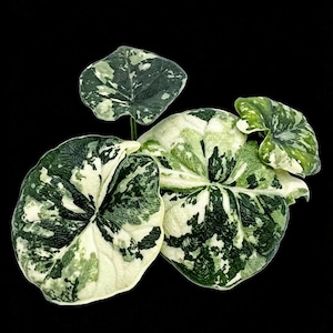 May include: A variegated plant with multiple rounded, heart-shaped leaves featuring a distinct mottled pattern of deep forest green, light sage green, and creamy white patches. The foliage has a textured, slightly puckered surface appearance.