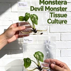 May include: Two clear plastic bags each containing a small Monstera Devil Monster tissue culture plant with green and white variegated leaves and visible roots. Each bag features a white label reading Monstera Devil Monster.