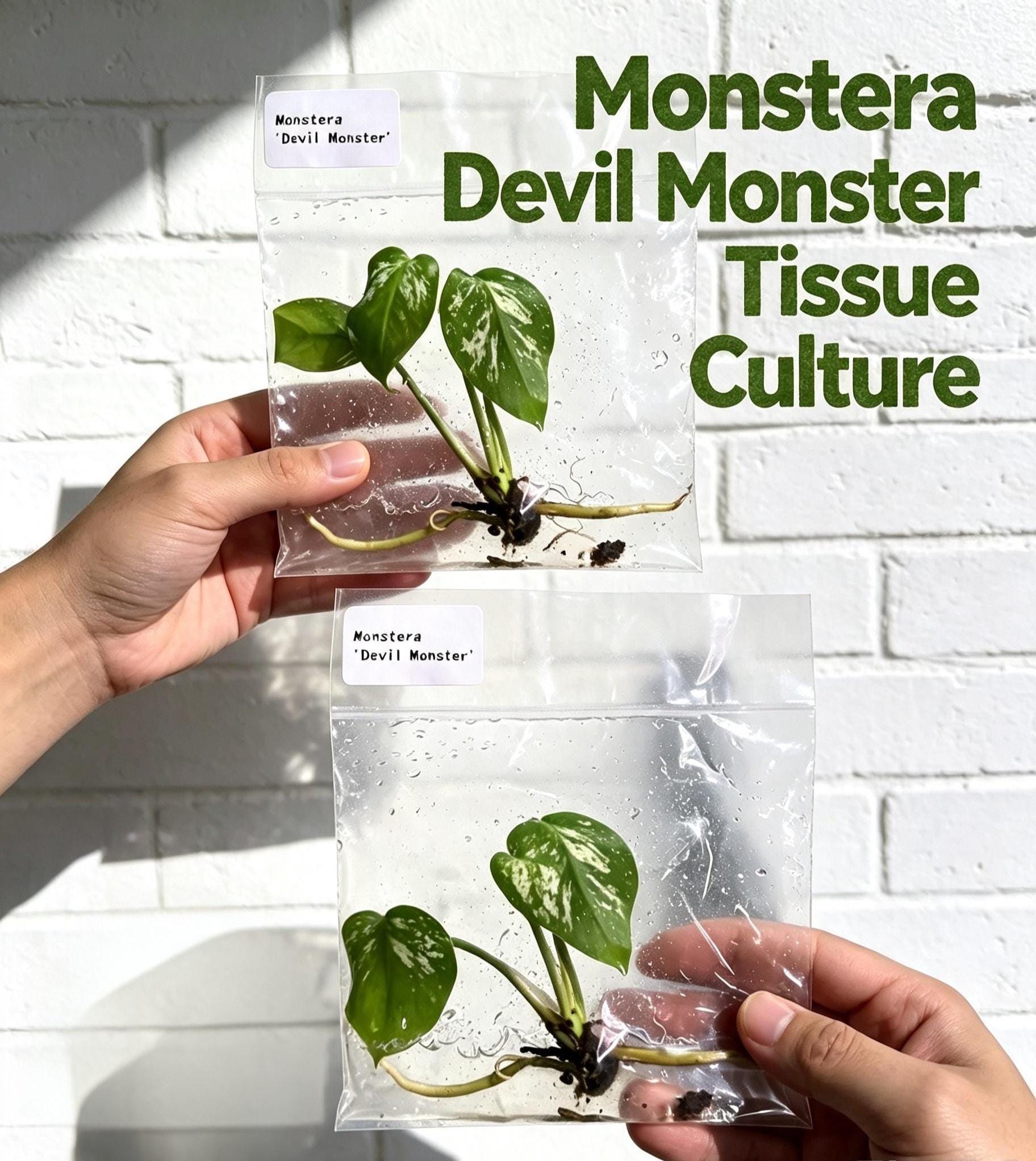 たくま　 デビルモンスター　devil monster 28 Devil Monster Monstera Tc - Etsy
