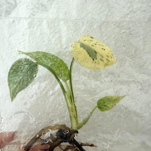 May include: A variegated Philodendron plant cutting with three distinct leaves featuring cream, yellow, and green speckled patterns. The plant has a visible root system encased in a clear, textured, gel-like substance within a transparent square container.