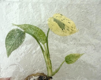 Monstera Mint Tissue Culture - Grower's Choice - US Seller -Ships in 2-3 weeks