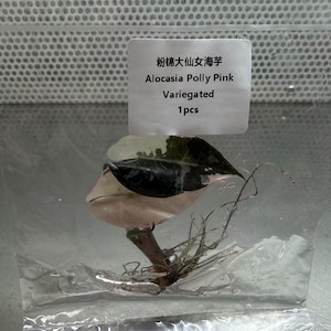 May include: A variegated Alocasia Polly Pink plant cutting with dark green and light pink leaves, enclosed in a clear plastic bag. A white label is attached to the bag with the text: 粉锦大仙女海芋 Alocasia Polly Pink Variegated 1pcs.