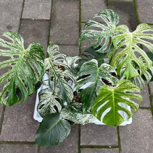 philodendron ghost green Philodendron Florida Ghost Mint 4” pot potted plant gift Growers Choic main image 1