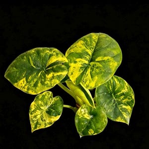 May include: A variegated Alocasia plant featuring heart-shaped leaves with a distinct pattern of deep green and bright yellow splashes. The plant has multiple broad, pointed leaves radiating from a central stem against a solid black background.