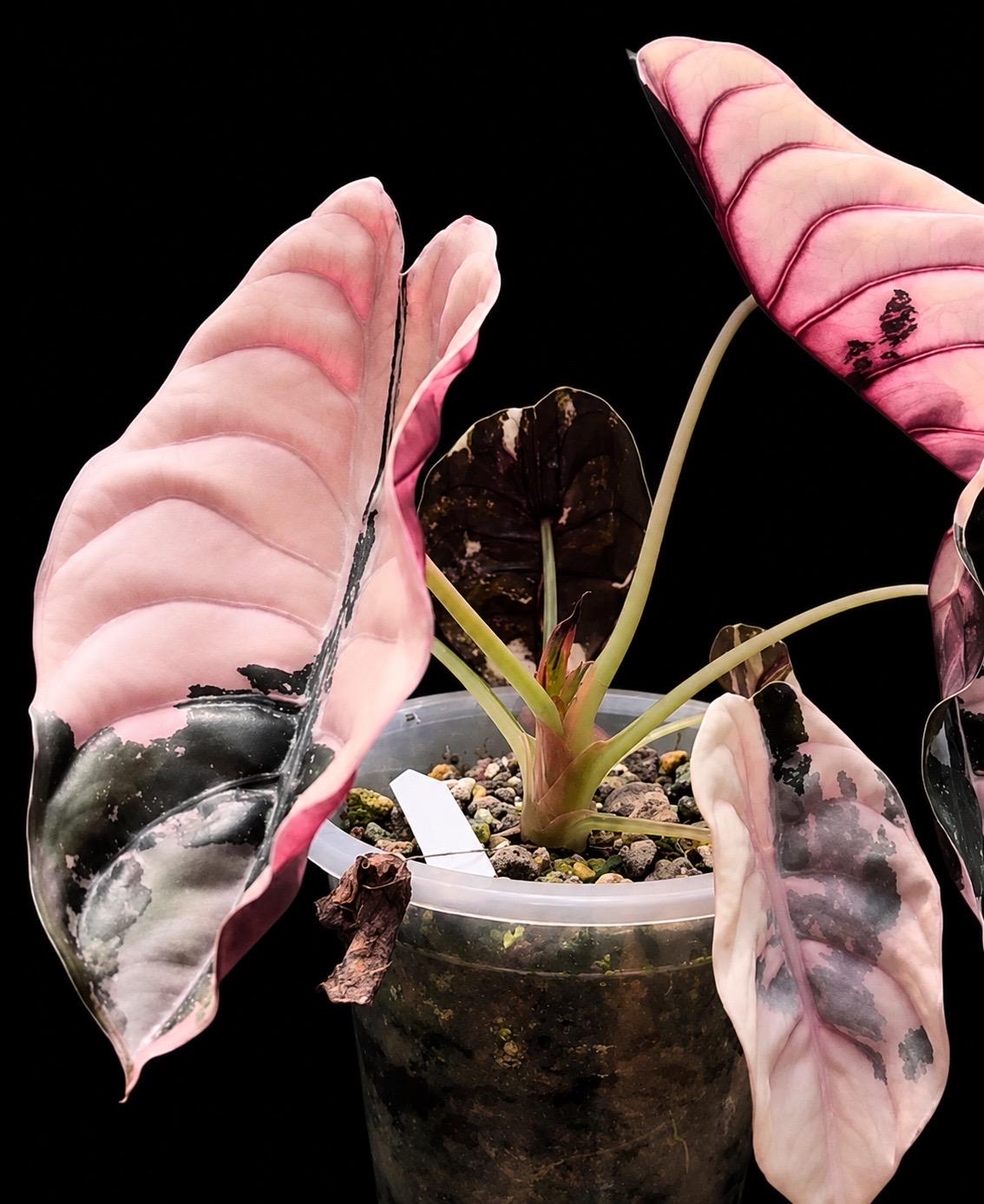 Pink Cuprea Tc - Etsy