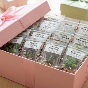 May include: A large pink gift box with a matching lid and ribbon, filled with multiple small, clear plastic bags containing various plant seeds or small plant specimens. Each bag features a white label with text identifying plant varieties.