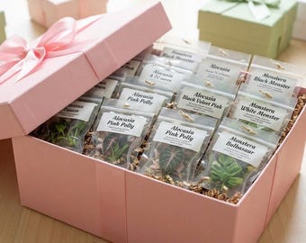 Mystery Tissue Culture Box - Growers Choice - US Seller
