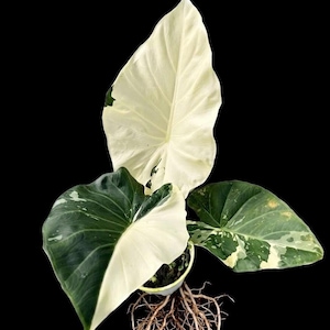 Alocasia Regal Shield Albo - Etsy