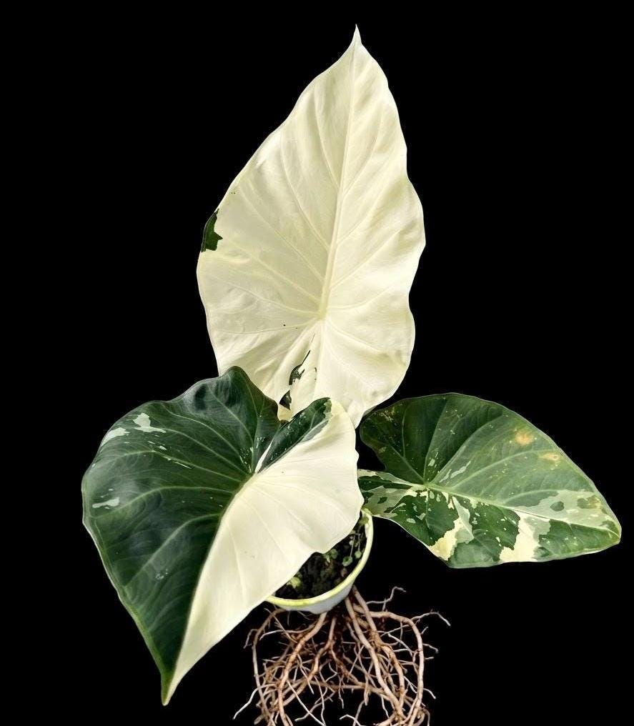 Alocasia Regal Shield Albo Variegated - Etsy