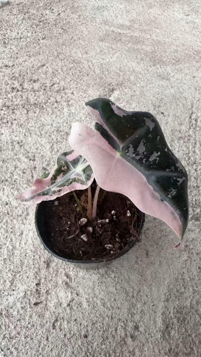 Variegated Alocasia Pink Nobilis - Etsy