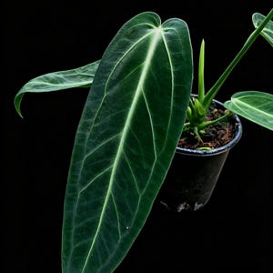 May include: A potted Anthurium plant featuring elongated, dark green, velvety leaves with prominent, light-coloured, vein patterns. The plant is housed in a simple black plastic nursery pot filled with dark soil, showcasing a distinct, pointed leaf shape.