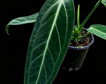 Anthurium Warocqueanum Queen Tissue Culture - Grower's Choice - Canadian Local Seller - Ships in 2-3 weeks