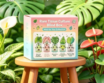 Mint For You Tissue Culture Blind Box - Growers Choice - US Seller - Ships in 2-3 weeks - Gift for plant lovers