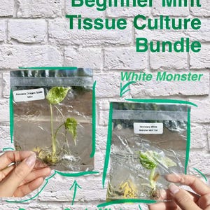 Peut inclure: Un lot de culture tissulaire Beginner Mint Tissue Culture Bundle comprenant deux sachets en plastique transparent avec des plantes. Une étiquette indique Alocasia Dragon Scale Mint et l'autre Monstera White Monster Mint Var, avec des traits verts.