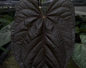 Seed Grown Anthurium Black Sweet X Fort Sherman Starter Plant (ALL
