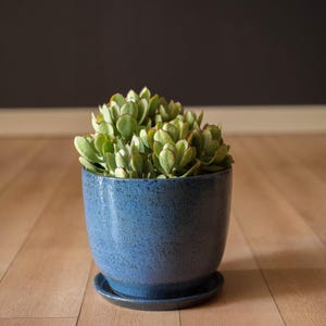 May include: A blue ceramic planter with a speckled finish, holding a green succulent plant. The planter sits on a matching saucer. The background is a dark wall and a wooden floor.