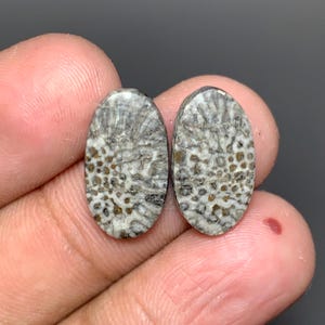 May include: Two oval-shaped fossilized coral cabochons. The stones have a gray and brown pattern with a textured surface. The cabochons are held in a person's hand against a dark background. These stones are suitable for jewelry making.