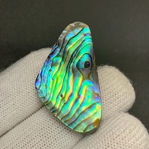 May include: An iridescent abalone shell fragment featuring a vibrant spectrum of colors including deep blues, bright greens, and golden yellows. The surface displays a natural, wavy, rippled texture with a polished finish and a distinct dark spot.