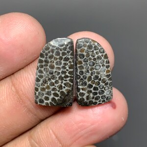 May include: Two polished, semi-circular fossil stones. The stones have a dark gray and white pattern, resembling a honeycomb or coral structure. The stones are held between fingers against a dark background.