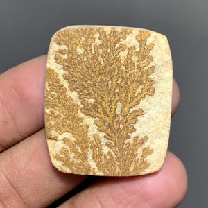 May include: A rectangular stone cabochon with rounded corners, featuring a light beige base color and a prominent, dark brown, fern-like dendritic pattern that spreads across the surface in a branching, tree-like formation.