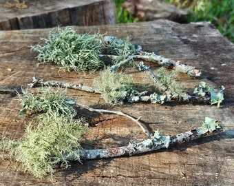 Lichen twigs sticks branches, live lichen for terrariums, lichen plants live, isopod food, isopod habitat