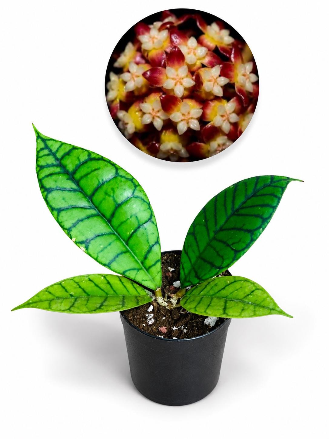 Hoya callistophylla - Etsy 日本
