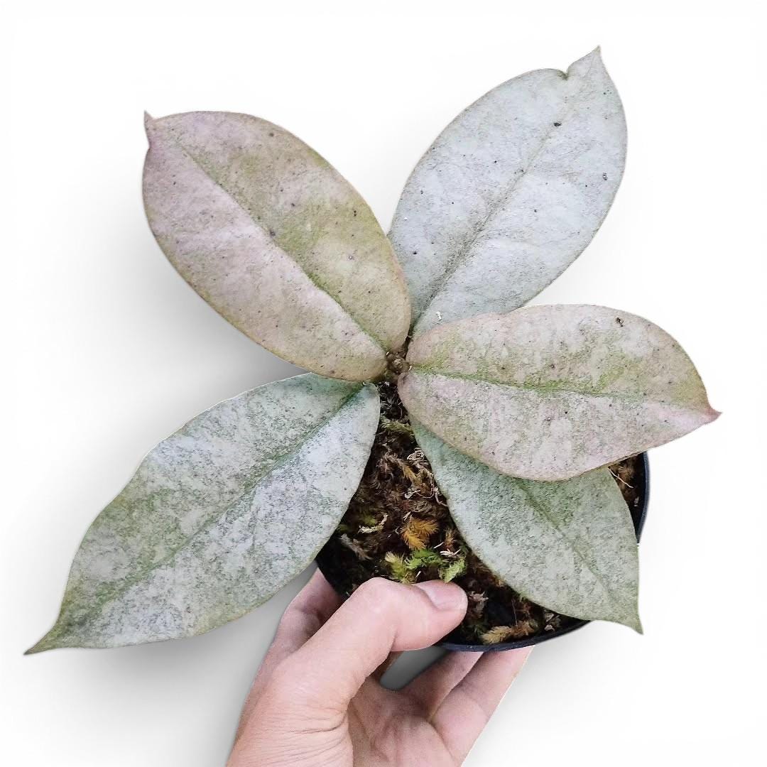週末セール　レア　ホヤMitrata Silver サクララン訳あり Hoya mitrata - Etsy 日本