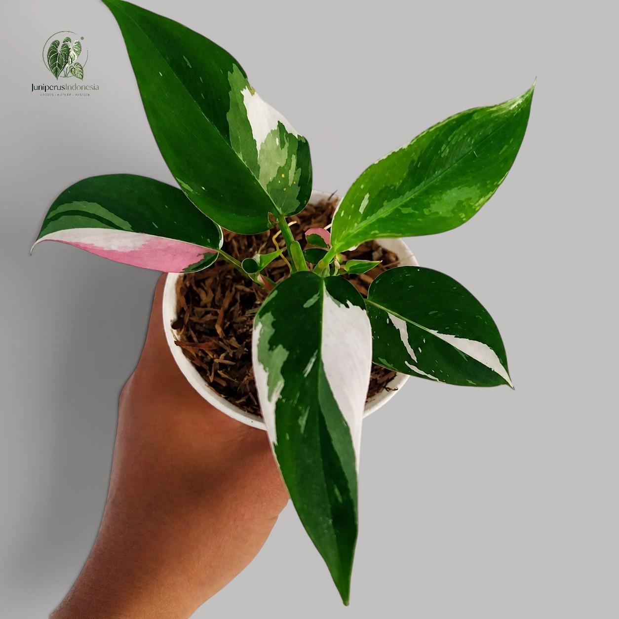 philodendron squamiferum ableger Philodendron squamiferum 2gal – Cornell Farm main image 1