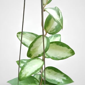 以下が含まれることがあります： 緑と白の斑入りの葉を持つホヤカルノーサ植物のクローズアップ。葉は楕円形で、クリーム色の白い中心と濃い緑色の縁があります。植物は白い背景に対して細い濃い茶色のワイヤーで吊り下げられています。
