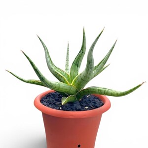 May include: A Sansevieria plant with long, pointed, light green leaves featuring dark green horizontal stripes and yellow edges. The plant is potted in a terracotta-colored plastic container filled with dark, coarse, porous volcanic rock soil.