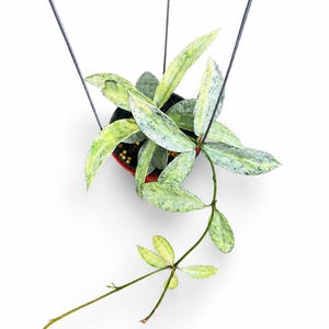 Hoya lacunosa winter pandora - Etsy 日本