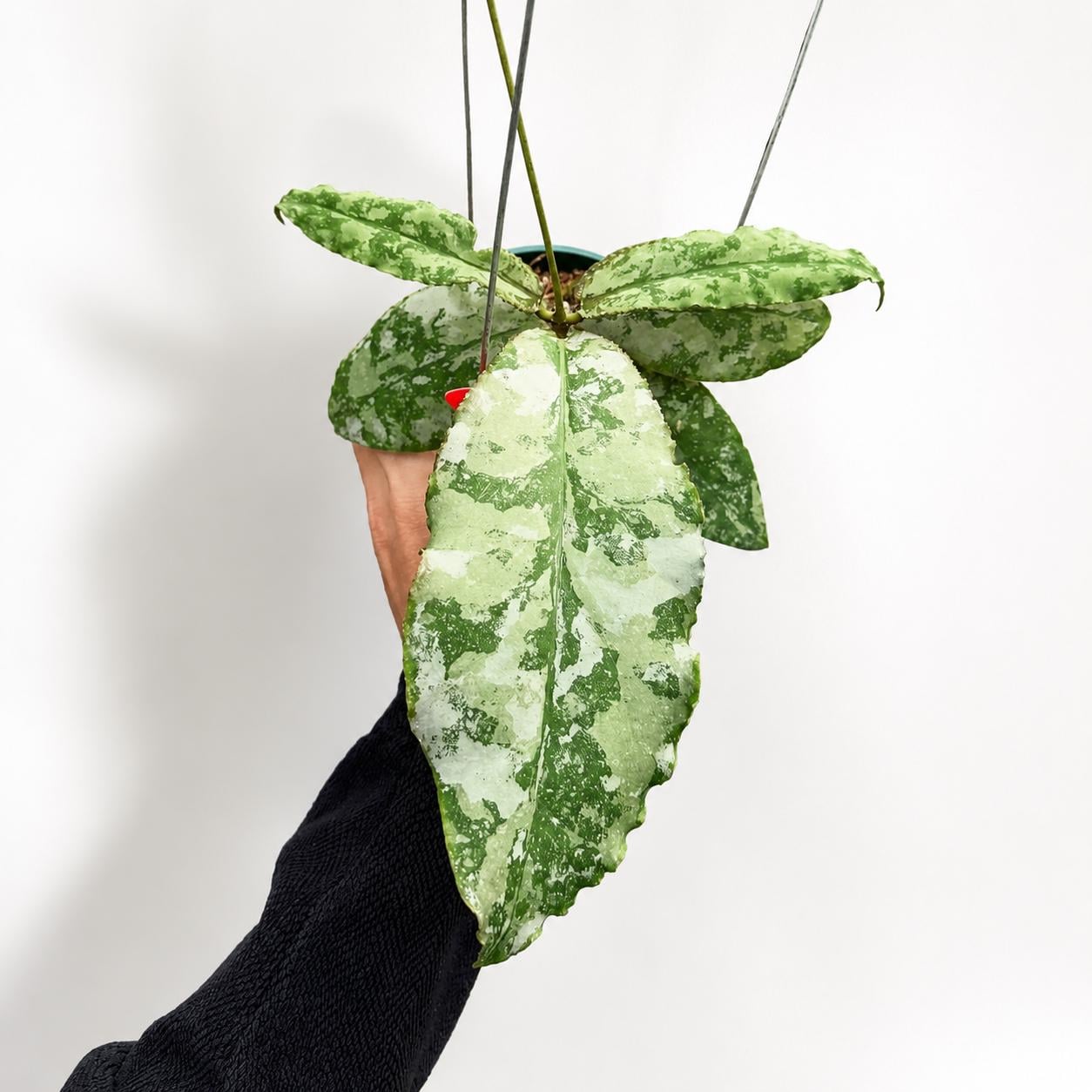 Hoya undulata - Etsy 日本