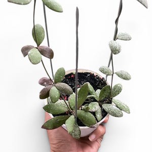 snake tree plant Golden Snake Plant main image 0