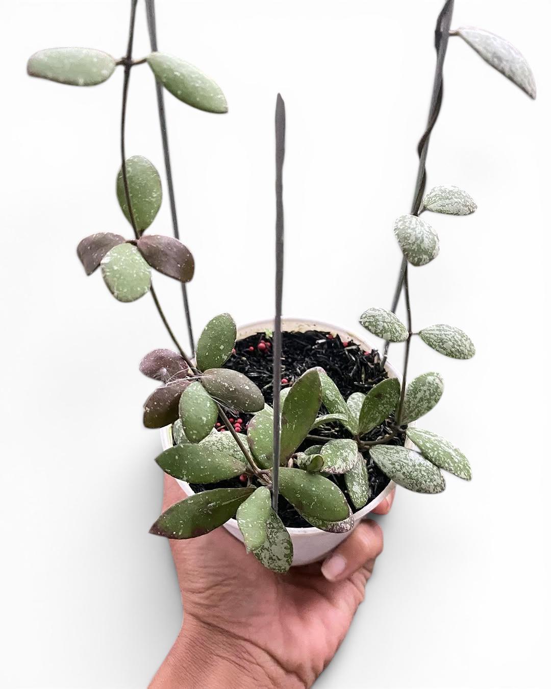 Hoya coin mini (karimantan) 　約５センチカップ Hoya Kalimantan Mini - Etsy