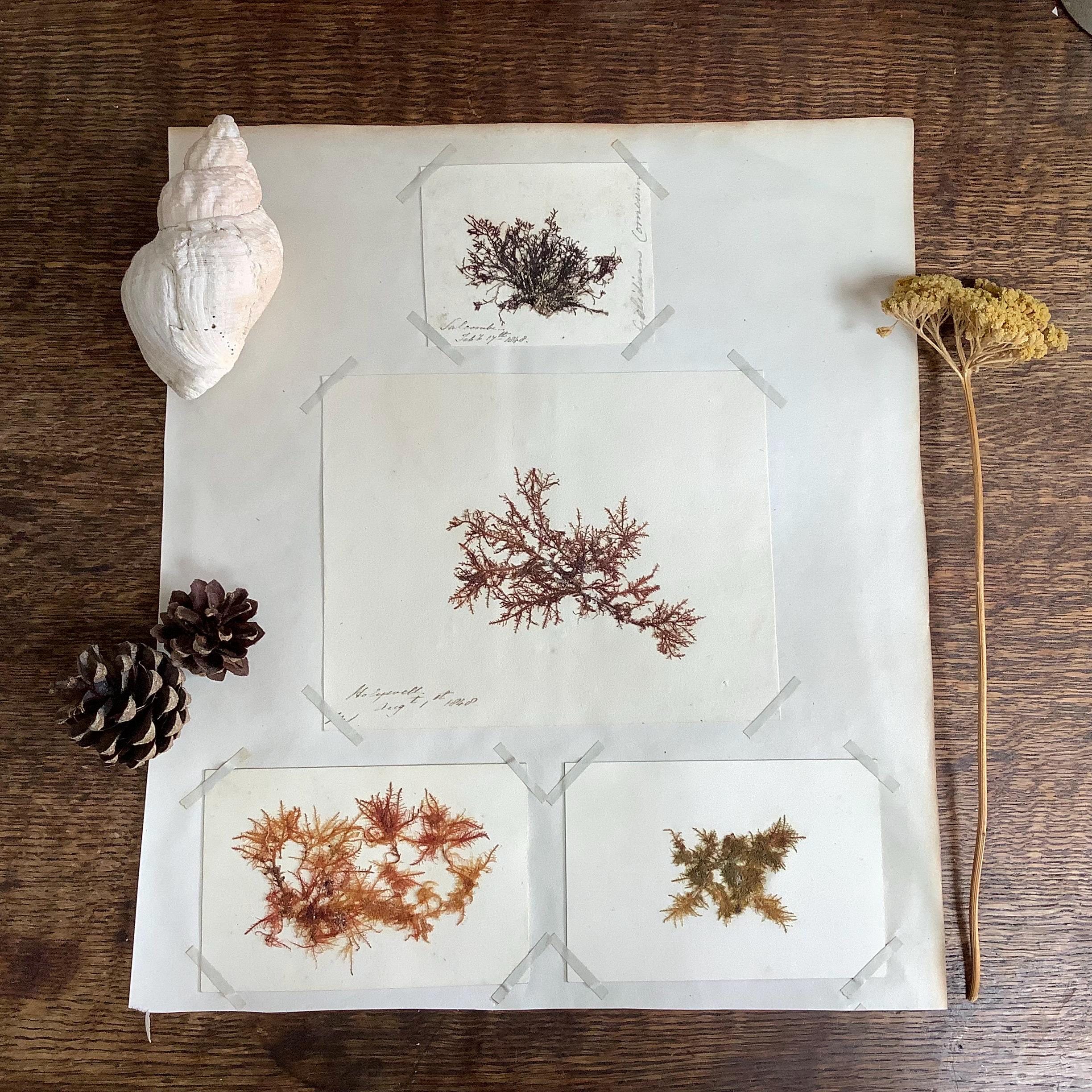Victorian Pressed Seaweed