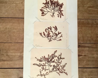 Victorian Pressed Seaweed