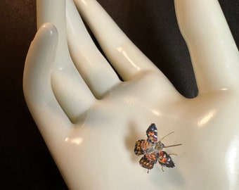 Painted Lady Butterfly 1:12 Scale