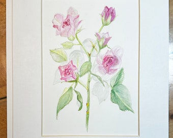 Wild Rose, Original Oil and Wax Pencil