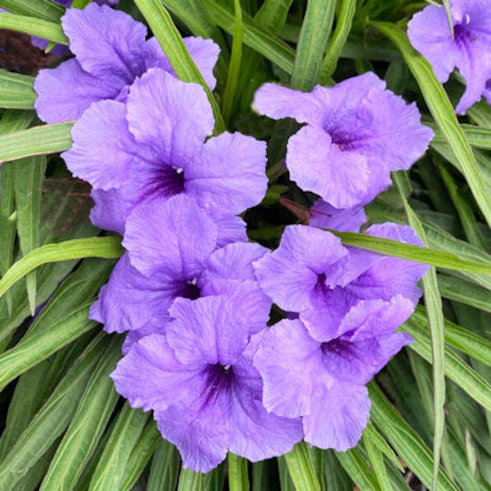 PURPLE KATY Baby Kate Dwarf Mexican Petunia Ruellia Plant | Etsy