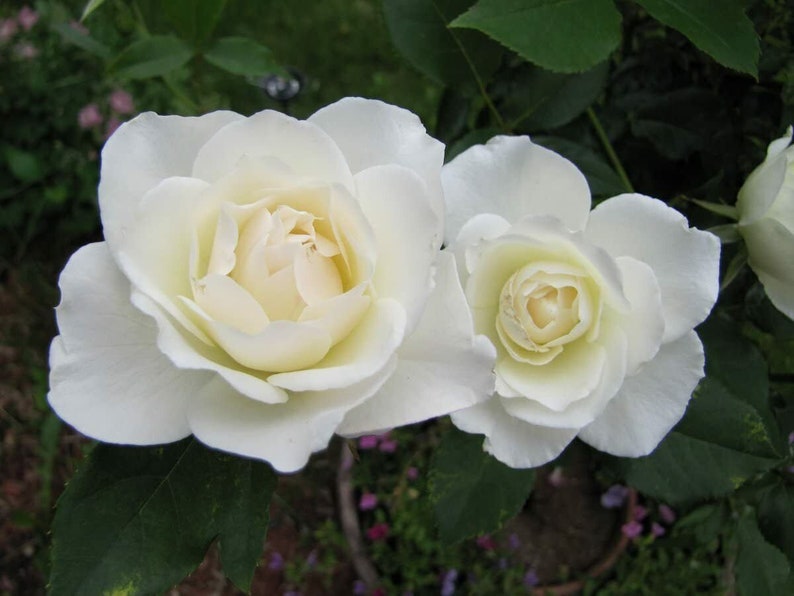 Iceberg Shrub White Hardy Rose Bush Floribunda Starter Plant Etsy