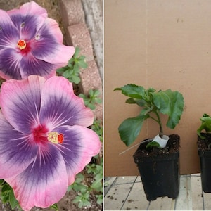 **MAGIC CRYSTAL** Rooted Tropical Hibiscus Plant**Ships In Pot** 