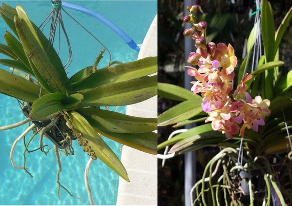 Orchidée Vanda Rhynchorides Bangkok Sunset Plantes tropicales - Etsy France