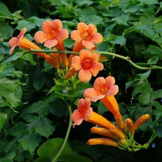 Set of 12 ORANGE TRUMPET VINE Cuttings 6 to 10 Inches Etsy