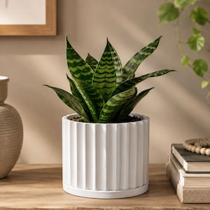 May include: A potted snake plant with green and yellow striped leaves sits in a white, vertically ribbed ceramic pot. The pot rests on a matching saucer. The plant is on a wooden surface, with books and a decorative vase in the background.