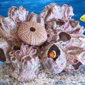 May include: A cluster of textured, light-colored barnacle shells featuring a round, pale pink sea urchin test. A small orange and white clownfish is visible inside one of the shell openings, while a bright yellow fish swims nearby in the water.