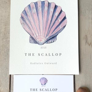 May include: A white card featuring a watercolor illustration of a pink and blue scallop shell with the text JULY THE SCALLOP Radiates Outward. Below is a smaller card with the same text and a description of the shell, plus a real seashell.